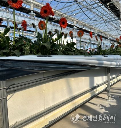 거베라 스마트팜 수경재배 베드규격(35cm)