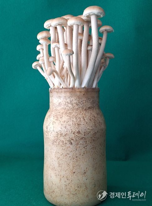 버들송이 신품종 ‘아삭송’ 품종