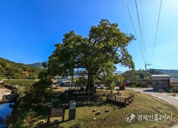 함안 영동리 회화나무