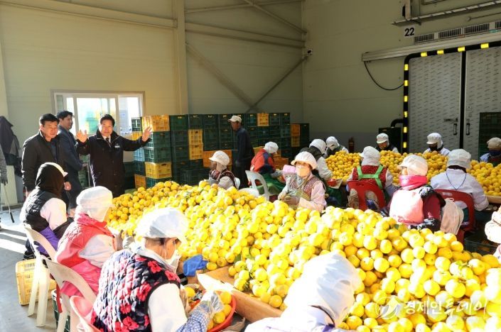 고흥군, 2025년산 고흥 유자 본격 수확과 수매