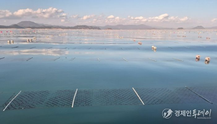2026년산 청정 고흥산 김 본격 출하