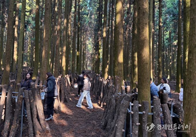 ‘버섯따기 체험 및 버섯장아찌 만들기’ 프로그램