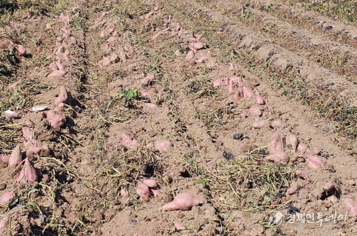 가공용 고구마 '다원미'