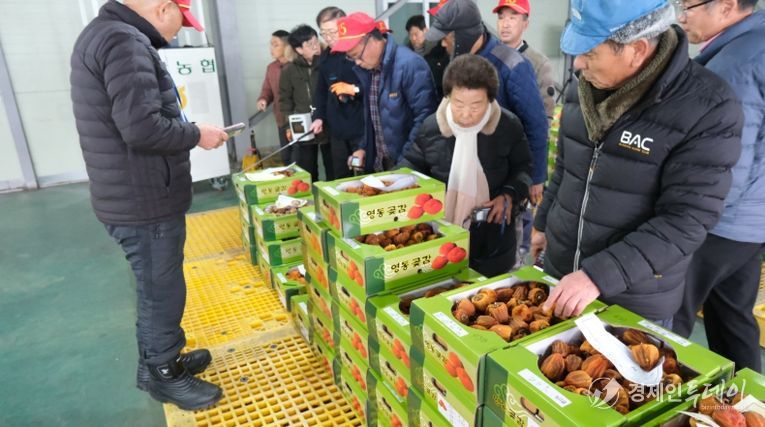 감고을 영동 명품 곶감 출하 시작