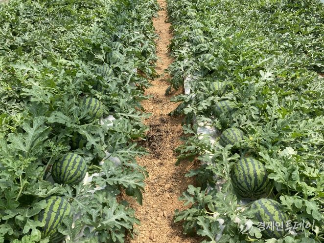 농작물 생육재생기 안전영농 지도 전체 출장