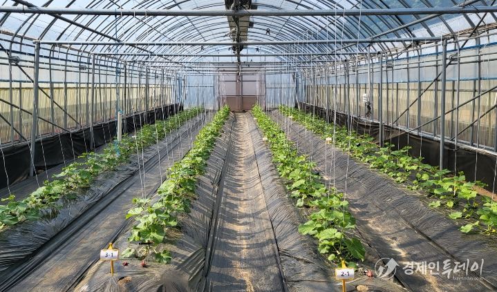 봄재배 멜론 정식 후 초기 생육 관리 중요